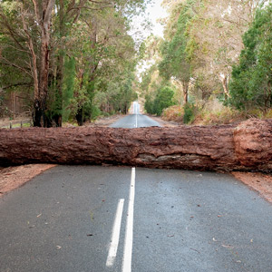 Tree in road